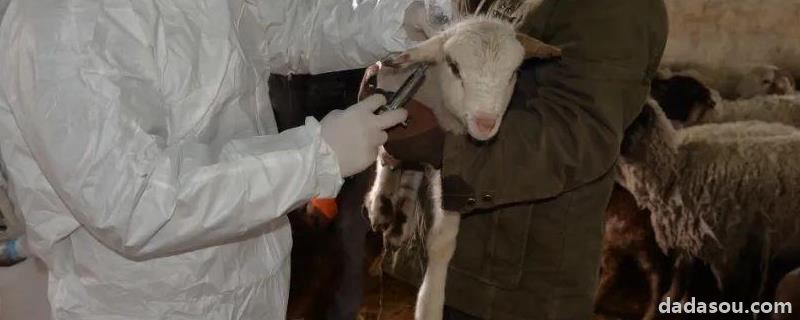 母羊产后几天打三联四防疫苗，小羊死在母羊肚子里出不来怎么办