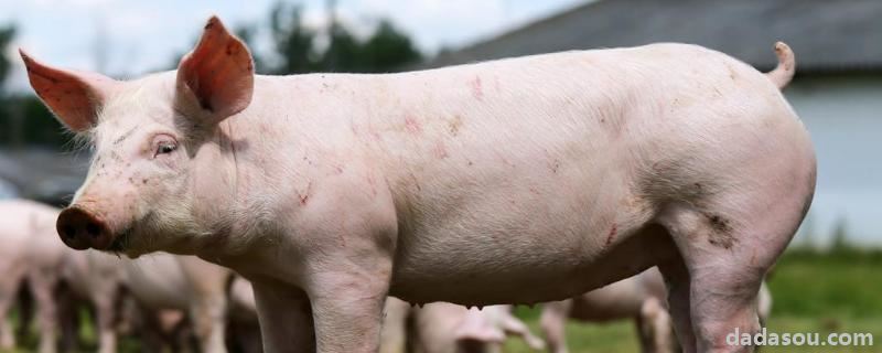 地美硝唑对猪的作用，猪用过硫酸氢钾用法与用量