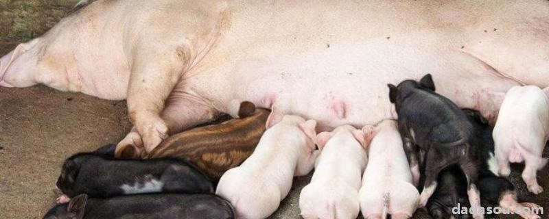 后备母猪发情几天配种最佳时期，自留的小母猪几个月可以配种