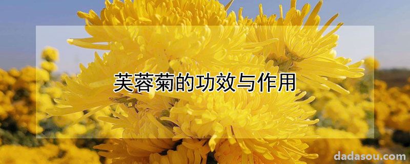 芙蓉菊的功效与作用