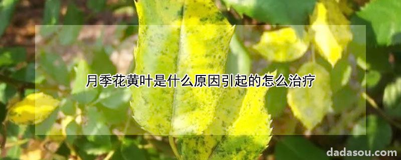 月季花黄叶是什么原因引起的怎么治疗