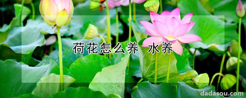 荷花怎么养 水养