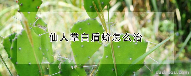 仙人掌白盾蚧怎么治