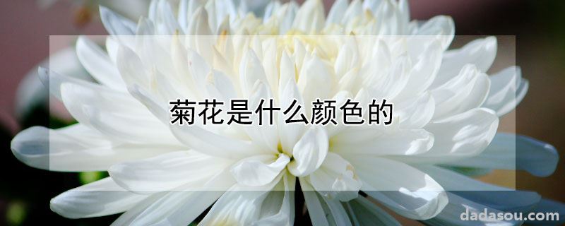 菊花是什么颜色的
