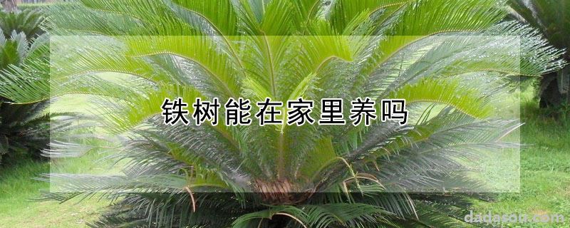 铁树能在家里养吗