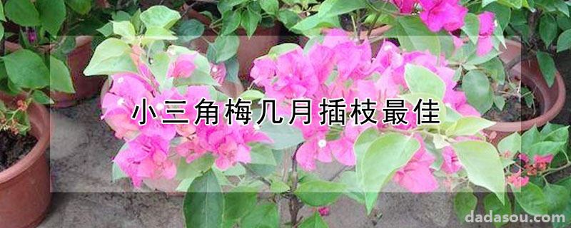 小三角梅几月插枝最佳