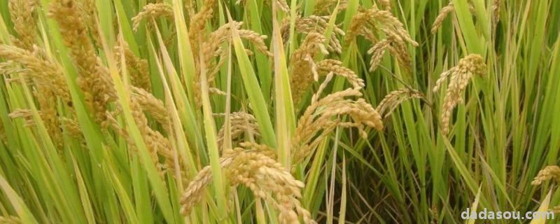 扬粳5118水稻品种