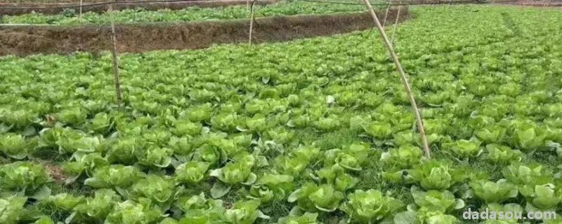 2021在<a href=https://www.dadasou.com/zhifu/ target=_blank class=infotextkey><a href=https://www.dadasou.com/news/115933.html target=_blank class=infotextkey>农村</a></a>有什么可以发展的,农村队长主要负责什么