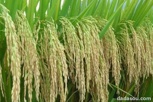 绥生九水稻品种