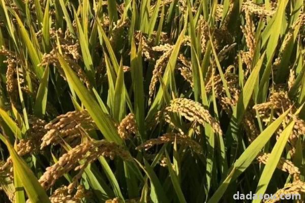 扬粳5118水稻品种