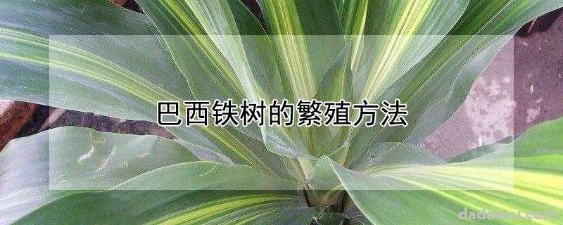 巴西铁树的繁殖方法