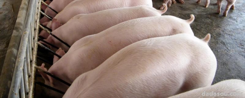 猪哪个时间段生长最快，小母猪多大开始配种