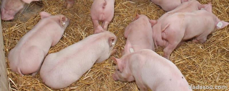 猪的正常体温是多少，猪闻到什么气味会远离