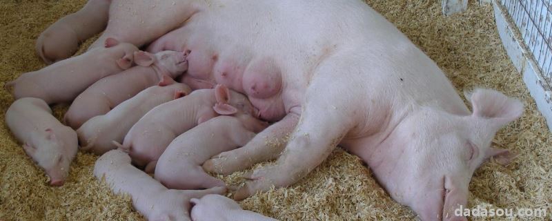 后备母猪发情三天能不能配种，母猪配种出血怎么原因