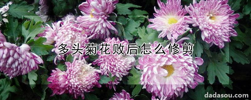 多头菊花败后怎么修剪