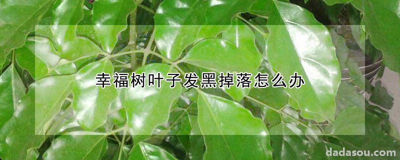 幸福树叶子发黑掉落怎么办