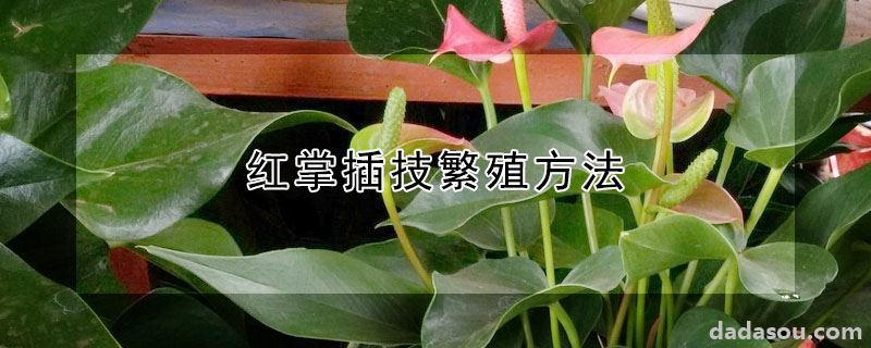 红掌插技繁殖方法