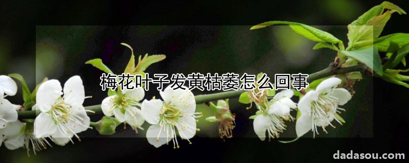 梅花叶子发黄枯萎怎么回事