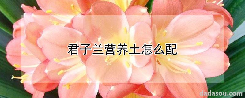 君子兰营养土怎么配
