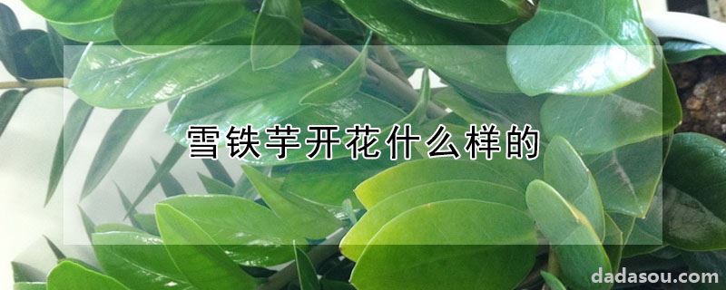 雪铁芋开花什么样的