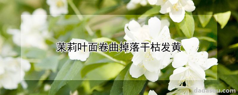 茉莉叶面卷曲掉落干枯发黄