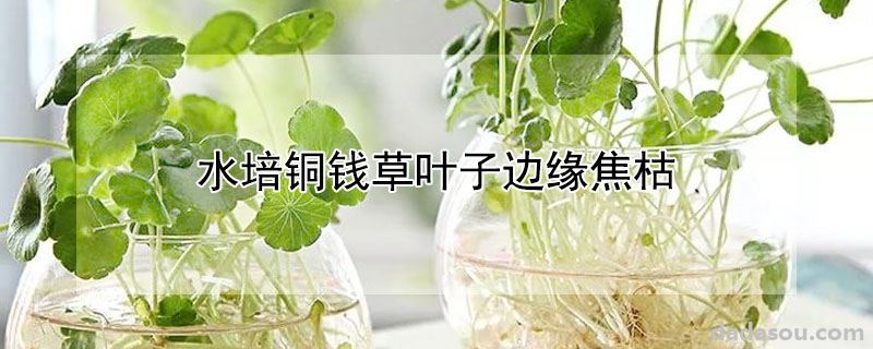 水培铜钱草叶子边缘焦枯的原因（水培铜钱草叶子边缘焦枯）