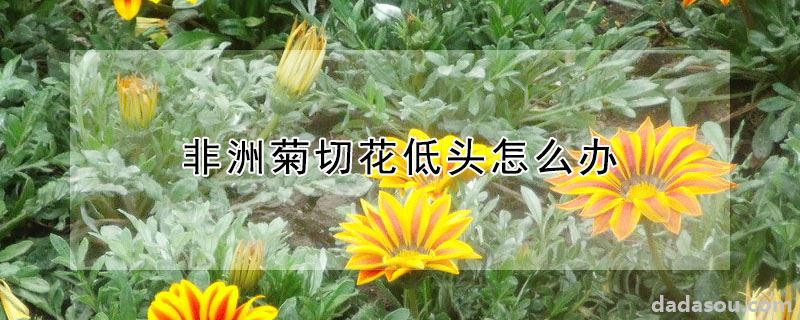 非洲菊切花低头如何处理（非洲菊切花低头怎么办）