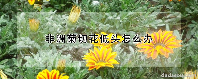 非洲菊切花低头怎么办