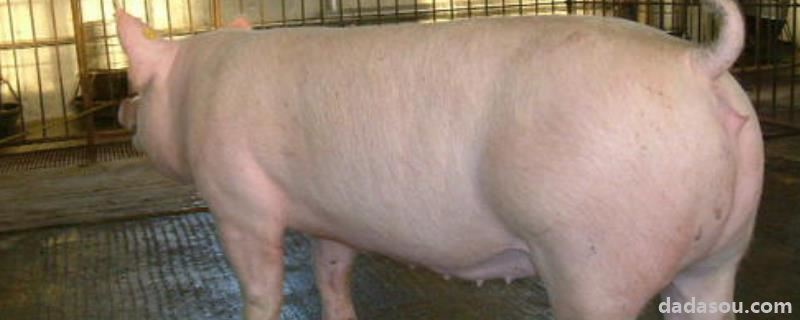 托佩克的猪属于几元猪，托佩克种猪优缺点