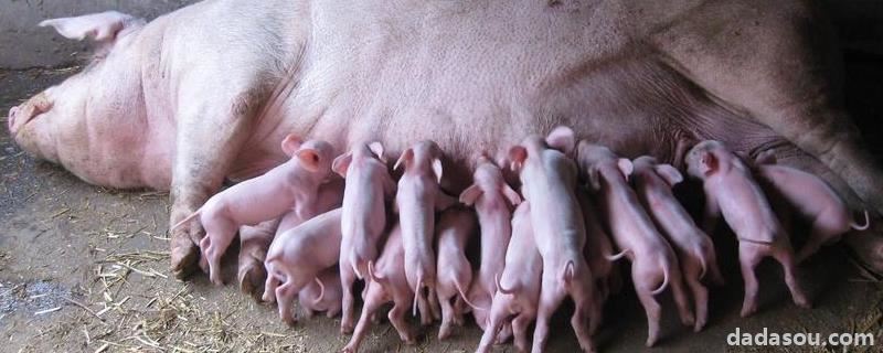 母猪妊娠生产表，初产母猪耳朵灌白酒会死吗