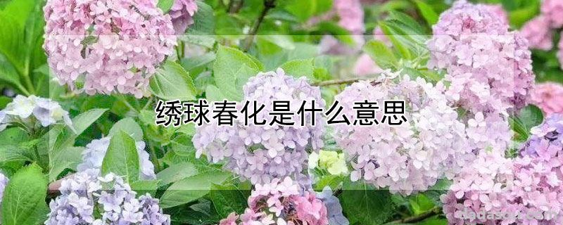 绣球春化是什么意思