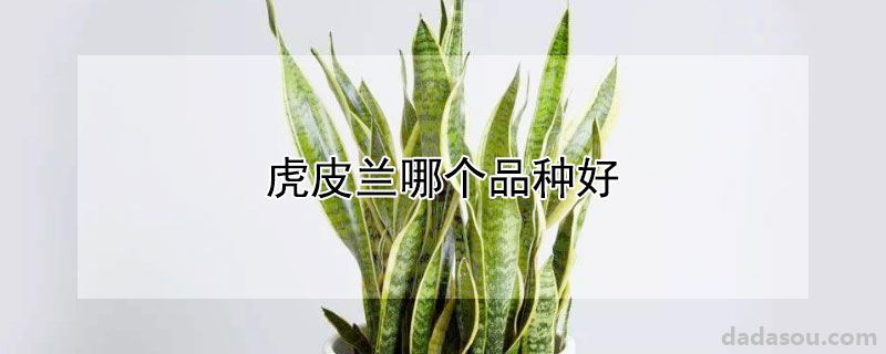 虎皮兰哪个品种好