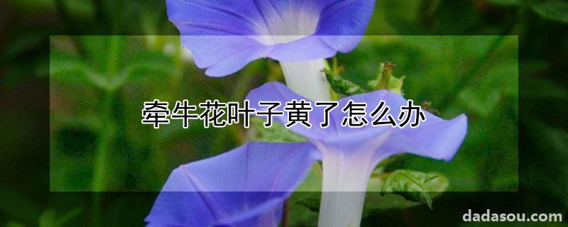 牵牛花叶子黄了怎么办