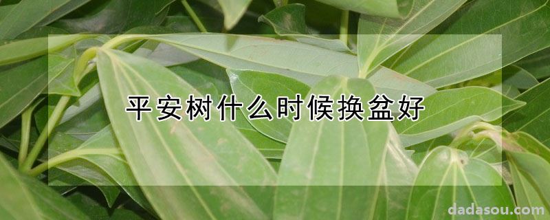 平安树什么时候换盆好