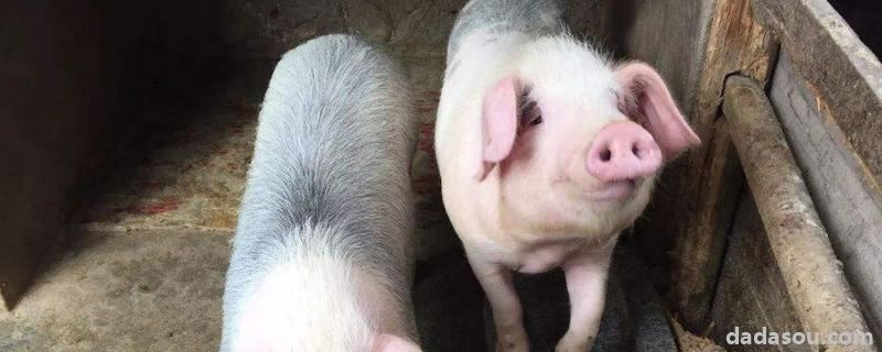 白头翁散治猪拉稀效果如何，猪干扰素的主要功能和副作用