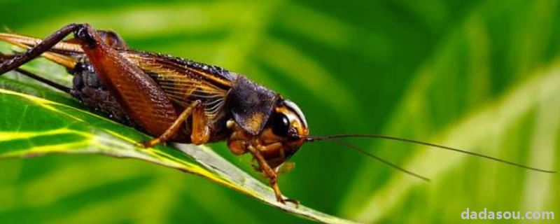 蟋蟀耳朵长哪里，蟋蟀是昆虫类吗