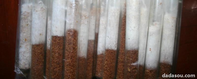 平菇菌种的制作方法,如何培育