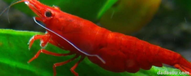 极火虾怎么快速爆缸，水温多少度合适