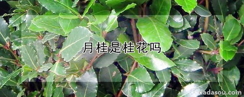 月桂是桂花吗