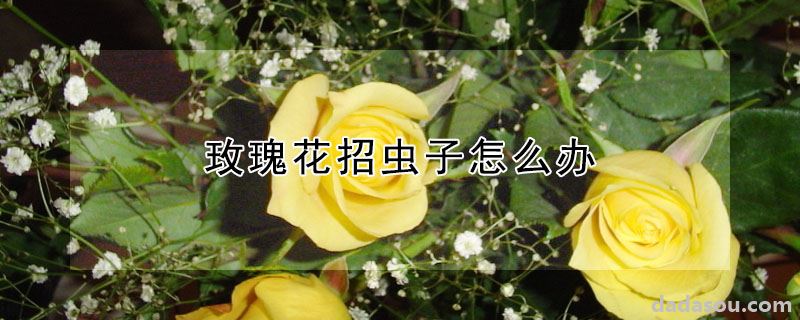 玫瑰花招虫子如何处理（玫瑰花招虫子怎么办）