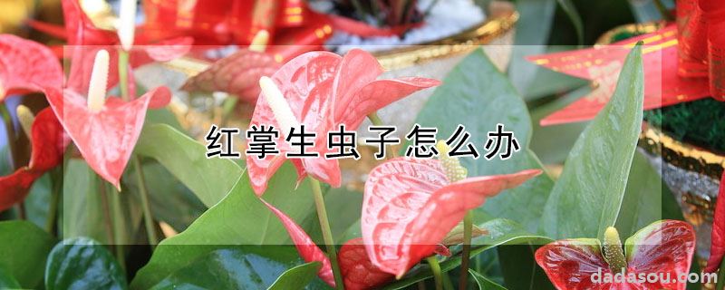 红掌生虫子怎么办