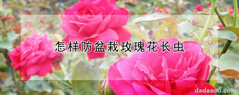 怎样防盆栽玫瑰花长虫