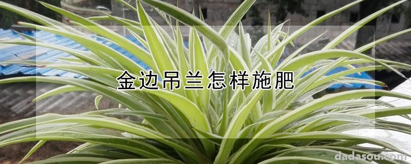 金边吊兰怎样施肥