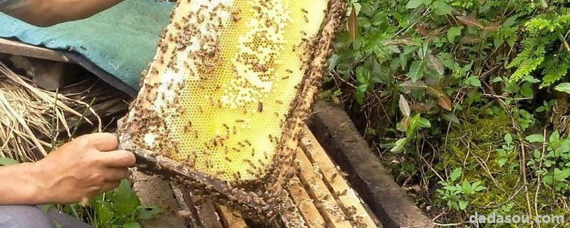 蜂王出房几天试飞几天交尾，网上买的蜂王怎么介入蜂群