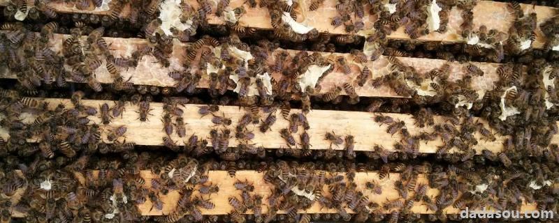 人工分蜂是提老王还是提王台，外界温度多少中蜂分蜂