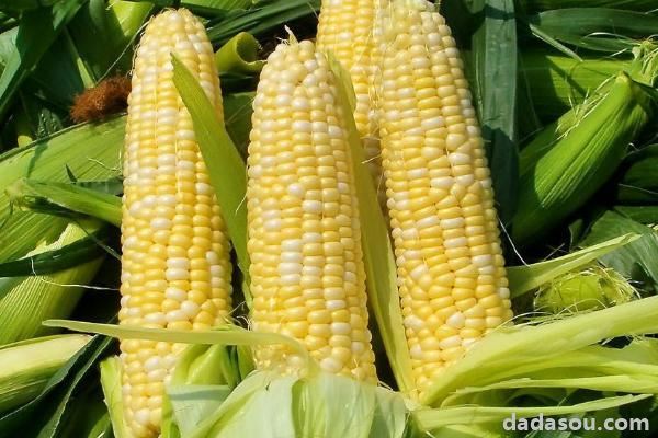 产量高的玉米品种有哪几种