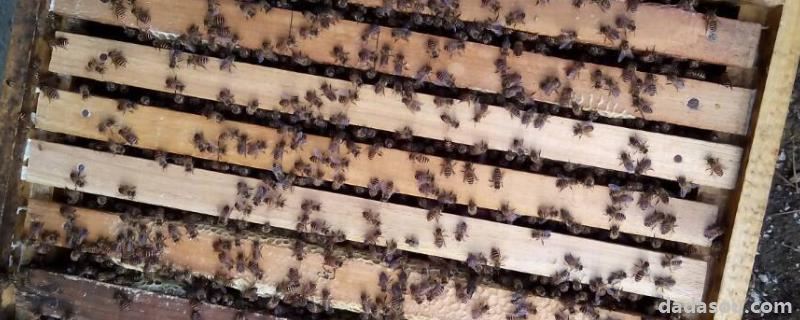 引蜂入箱小技巧，怎样辨认中蜂还是意蜂