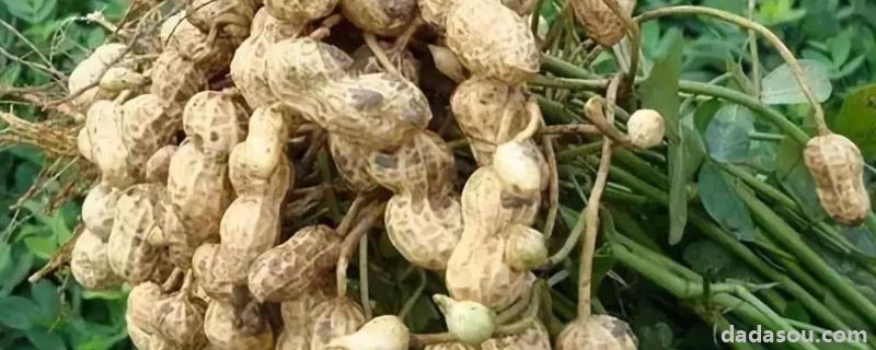 春季花生<a href=https://www.dadasou.com/ny/zhongzhi/ target=_blank class=infotextkey>种植</a><a href=https://www.dadasou.com/news/142649.html target=_blank class=infotextkey>技术</a>与管理,花生专用肥料