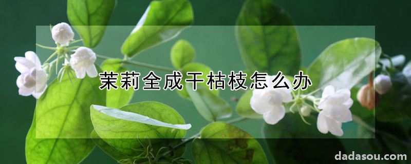 茉莉全成干枯枝怎么办