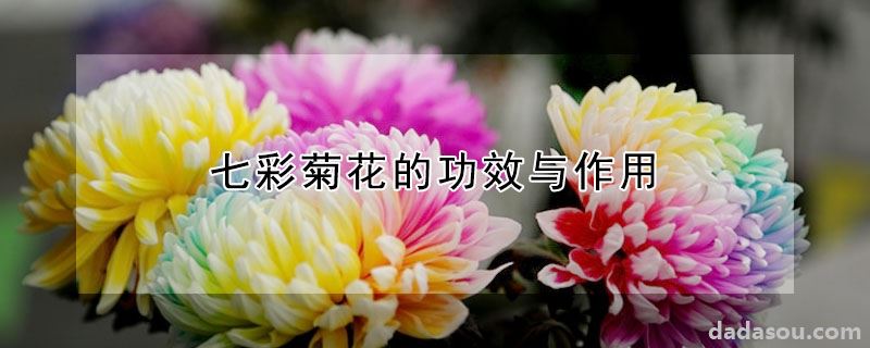 七彩菊花的功效与作用